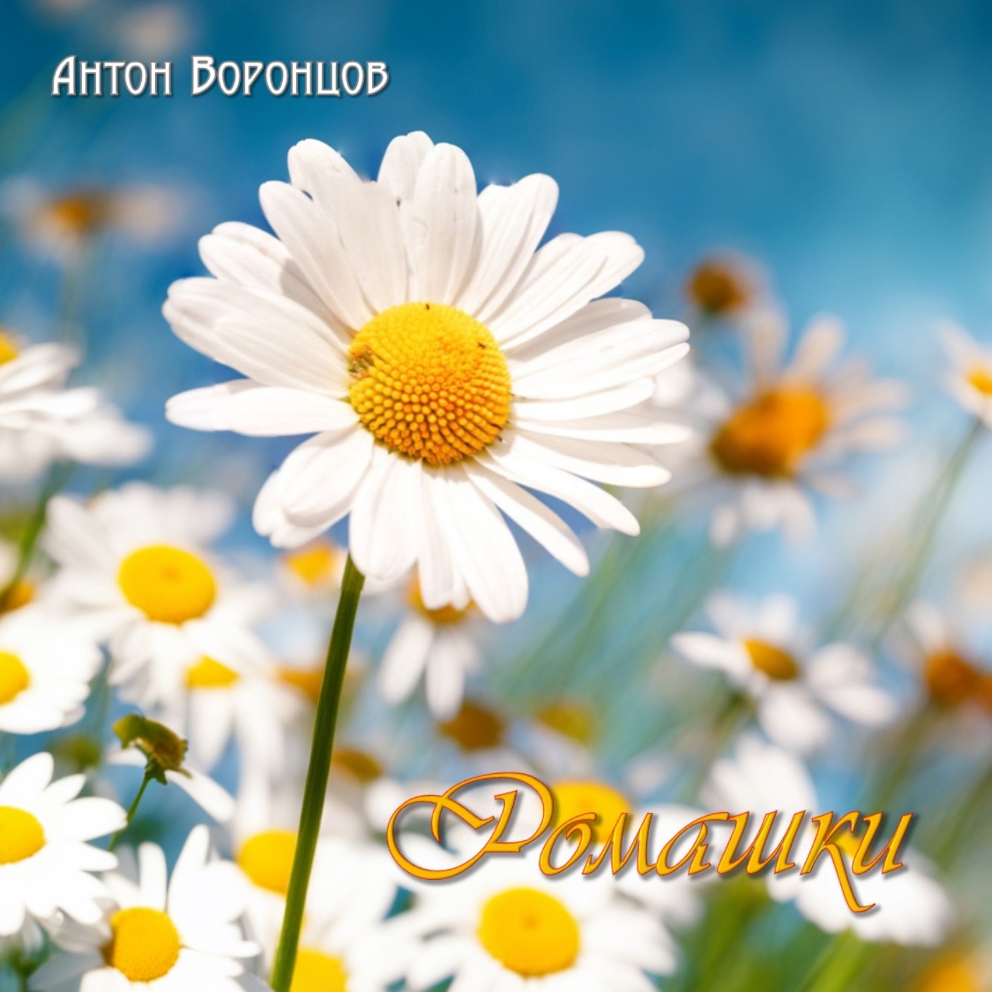 Ромашки (single)